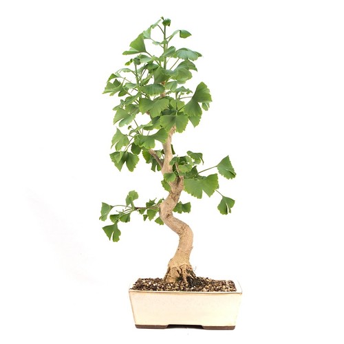 Bonsai ginkgo biloba - 'ginkgo, biloba'