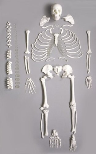 Skelett anatomie modell - ,