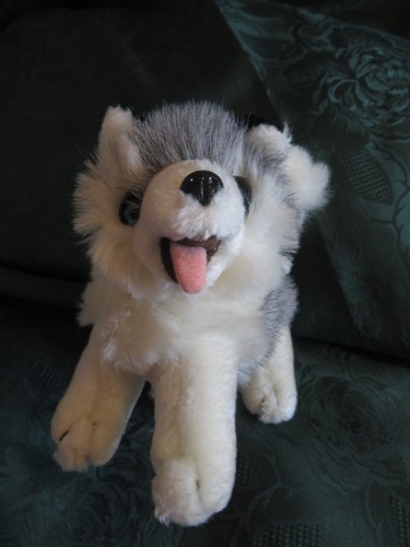 Plüsch husky hund weiß - -,