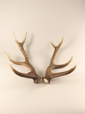 Abwurfstangen Geweihstangen