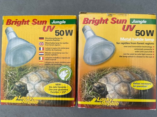 2xlucky reptile bright sun - 2xlucky,