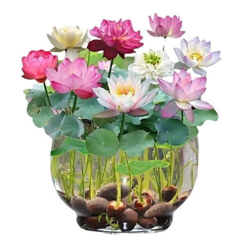 60x samen lotus mix - samen,