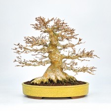 Bonsai premium dreispitzahorn - bonsai,