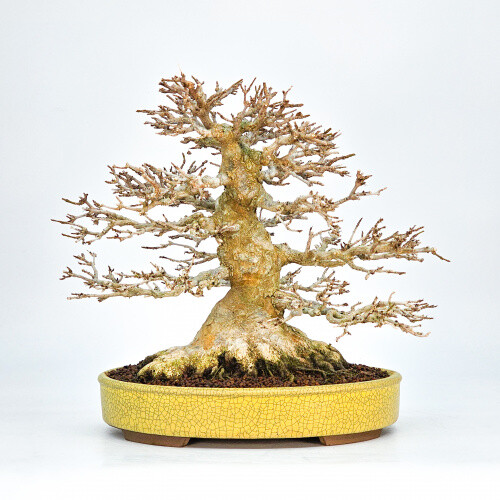 Bonsai premium dreispitzahorn - bonsai,