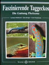 Faszinierende Taggeckoe Natur