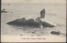 Simon's Town, Südafrika -