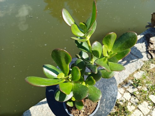 Affenbrotbaum pfennigbaum - affenbrotbaum,
