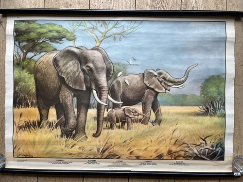 Alte lehrtafel elefant - lehrtafel-,