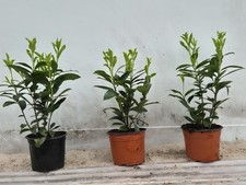 5 Kirschlorbeer 40-60 Cm