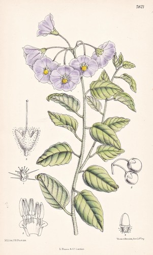 Solanum xanti california - solanum,