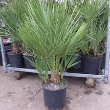 Zwergpalme chamaerops humilis - zwergpalme,