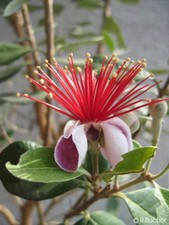 SAMEN Samen Saatgut exotische