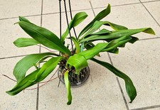 Große Dracula Wallisii