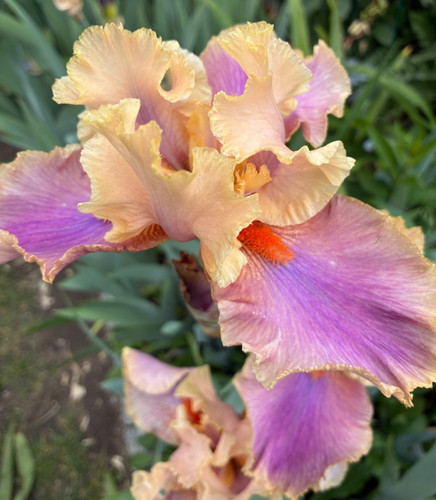 Schwertlilie iris bartiris - schwertlilie,,