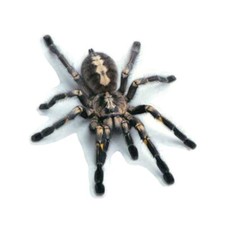 Schwarze tarantel vogelspinne - schwarze,