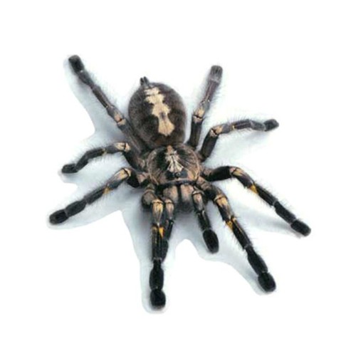 Schwarze tarantel vogelspinne - schwarze,
