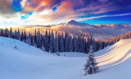 Wandbild schneebäume den - wandbild:,