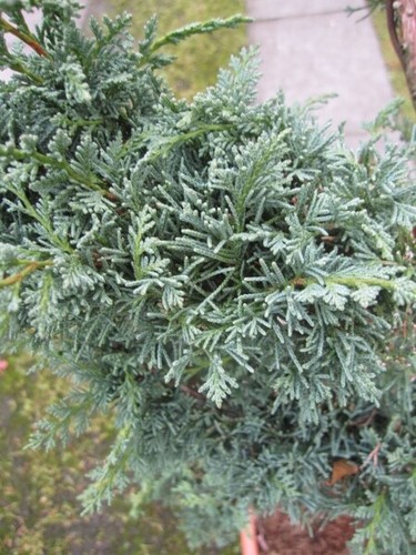 Juniperus chinensis blaauw - blaauw,