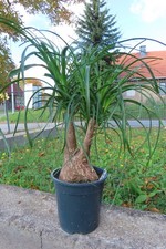 Elefantenfuß Beaucarnea