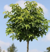 Hochstamm kugel amberbaum - hochstamm,