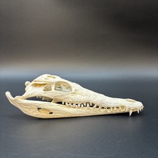 Krokodilschädel Crocodylus