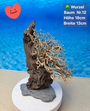 🌳 TOP Aquarium Mopani