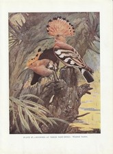 Wiedehopf (Upupa epops)  KUNSTDRUCK von 1930 Hoopoe