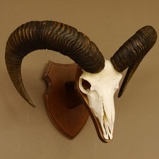 Mufflon (Ovis gmelini musimon)