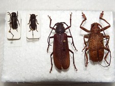 Insekten Käfer 4 seltene Cerambycidae China und Togo  #Cer.10