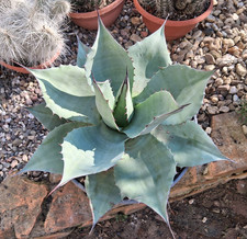 O8 Agave ovatifolia XXL
