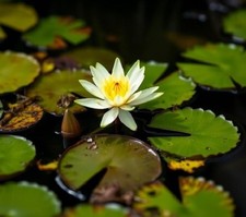 gelbe Zwergseerose Teichpflanzen  WASSERREINIGEND u BLÜHEND  !