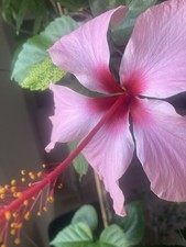 Hibiskus Pflanze Albo lacinatus, mögliche Veredelungsgrundlage