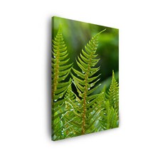 Leinwand-Bilder: Pflanzen - Botanik - Farnblätter, Größe: 30x40 cm bis 80x120 cm