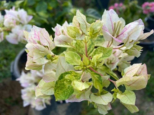 Bougainvillea-Welt