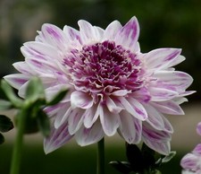 Dahlien‑Rhizome Que Sera