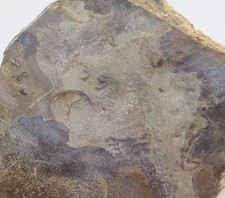 Trittsiegel, Batrachichnus