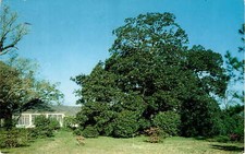 854 azalea william fay - azalea, rd.,