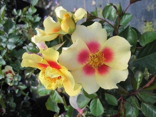 Rosa eye the tiger - rosa,