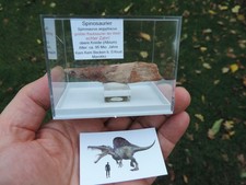 schöner Zahn vom Spinosaurus