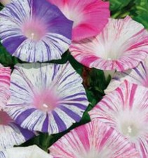 PRUNKWINDE TRICHTERWINDE 20+