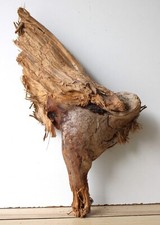 Treibholz Schwemmholz