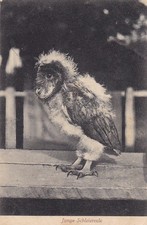 Schöne alte AK "Junge Schleiereule" / Stempel 1919