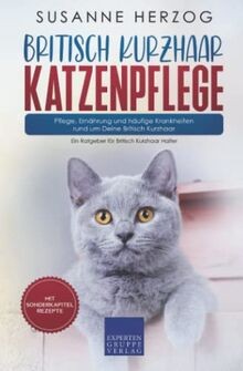 Britisch kurzhaar katzenpflege - kurzhaar,