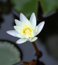 weiße Zwergseerose Teichpflanzen  WASSERREINIGEND u BLÜHEND  !