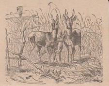 Orig. Holzstich: Rehfamilie.