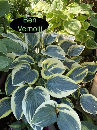 Hosta ben vernooij 1 - vernooij,,