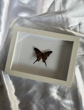 Echter Schmetterling Deko