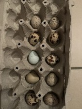 10 ausgeblasene echte Eier Wachteleier ohne Aufdruck Stempel braun grün