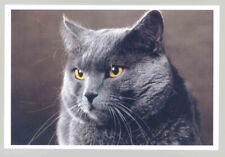 1 AK Katze 11: - NEU !!! *