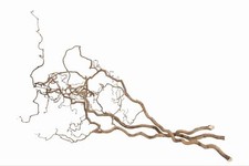 NaDeco Korkenzieher-Zweig 3